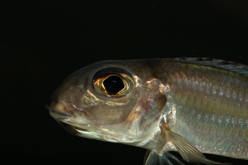 Xenotilapia caudafasciata